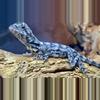 plant/Australian Frilled Dragons 1.1.-3-thumbnail