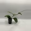 plant/Hoya crassipetolata x Michele clone 2-4-thumbnail