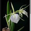 plant/B nodosa lady of the night orchid-0-thumbnail