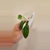 plant/Philodendron White Princess Tricolor-1-thumbnail