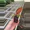 plant/Philodendron mccolleys finale starter plant growers choice-5-thumbnail