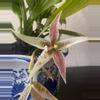 plant/#39 Paphinia Rugosa-0-thumbnail