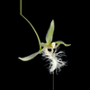 plant/#8 Kefersteinia mystacina-0-thumbnail