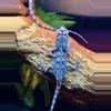 plant/Australian Frilled Dragons 1.1.-4-thumbnail