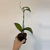 plant/3” Hoya Aceh Gomas-3-thumbnail