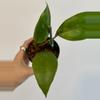 plant/3” Hoya Aceh Gomas-2-thumbnail