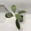 plant/Hoya crassipetolata x Michele clone 2-3-thumbnail