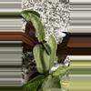 plant/Hoya nova ghost-2-thumbnail