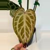 plant/5” Anthurium ‘Silver Tiger’ x (RC x Dorayaki)-2-thumbnail