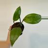 plant/3” Hoya Aceh Gomas-4-thumbnail