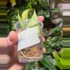 plant/Hoya Rangsan Splash-1-thumbnail