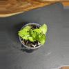 plant/Syngonium Red Yami (187)-0-thumbnail