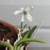 plant/#52 Leptotes Bicolor Var. Albescens-0-thumbnail