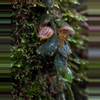 plant/#13 Andinia Piloselia-0-thumbnail