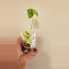 plant/Alocasia Variegated Frydek (#5)-2-thumbnail