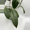 plant/Hoya WRX-02 (Hoya verticillata Lite Pink x Hoya callistophylla) in self-watering-1-thumbnail