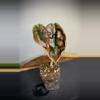 plant/Alocasia Cuprea Red Secret (181)-0-thumbnail