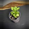 plant/Syngonium Red Yami (118)-0-thumbnail