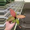 plant/Philodendron mccolleys finale starter plant growers choice-3-thumbnail