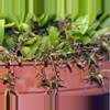 plant/#14 Pleurothallis Trifurcata-0-thumbnail