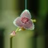 plant/#46 Stelis Argentata-0-thumbnail