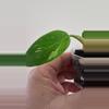 plant/Philodendron White Princess Tricolor-3-thumbnail