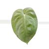 plant/Syngonium chiapense frosted heart-1-thumbnail