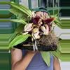 plant/#51 Stanhopea Tigrina -0-thumbnail