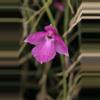 plant/#53 Isabelia Pulchella-0-thumbnail