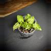 plant/Syngonium Red Yami (112)-0-thumbnail