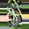 plant/Aloe ‘Pink Thing’ Succulent-1-thumbnail