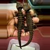 plant/Captive Bred Red Eye Croc Skink Pair 1.1.-1-thumbnail