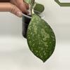 plant/Hoya crassipetolata x Michele clone 2-1-thumbnail