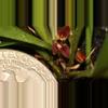 plant/#50 Anathallis Sanchezzi-0-thumbnail