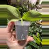 plant/Hoya Polyneura Silver-1-thumbnail