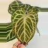 plant/5” Anthurium ‘Silver Tiger’ x (RC x Dorayaki)-3-thumbnail