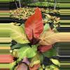 plant/Philodendron mccolleys finale starter plant growers choice-0-thumbnail