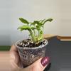 plant/Syngonium Red Yami (187)-1-thumbnail