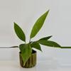 plant/4” Anthurium ‘Big Bill’-2-thumbnail