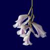 plant/#48 Rodriguezis Strobelli-0-thumbnail