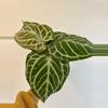 plant/5” Anthurium ‘Silver Tiger’ x (RC x Dorayaki)-0-thumbnail