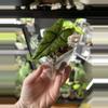 plant/Alocasia Jacklyn-0-thumbnail