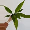 plant/4” Anthurium ‘Big Bill’-0-thumbnail
