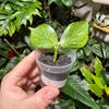 plant/Hoya Polyneura Silver-0-thumbnail