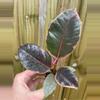 plant/Ficus ruby starter plant growers choice-1-thumbnail