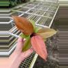 plant/Philodendron mccolleys finale starter plant growers choice-1-thumbnail