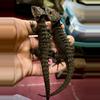 plant/Captive Bred Red Eye Croc Skink Pair 1.1.-0-thumbnail