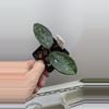 plant/Hoya carnosa 'Dalton Henry'-0-thumbnail