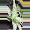 plant/Aloe ‘Pink Thing’ Succulent-0-thumbnail