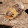 plant/Amber Panda Isopod 5ct-0-thumbnail